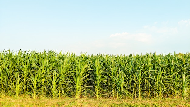 Landwirtschaftlicher Mais im sonnigen Tag