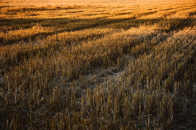 Landwirtschaftlicher natürlicher Hintergrund der ländlichen Landschaft mit Kopienraum gemähtes Weizenfeld mit gemähten Reihen