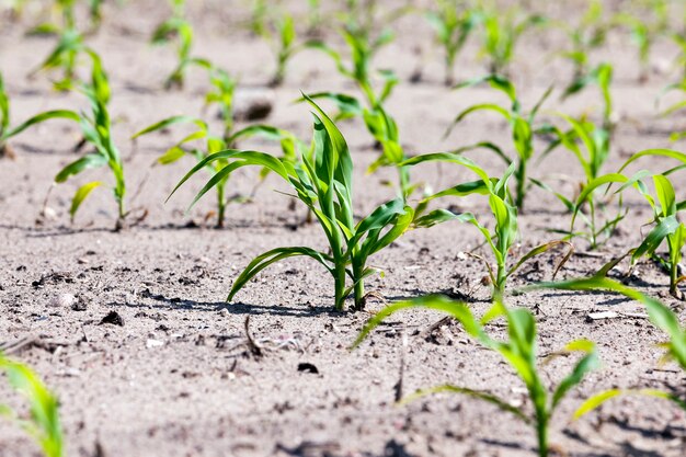 Landwirtschaftliches Feld, auf dem der junge grüne Mais wächst. Nahansicht. Frühling