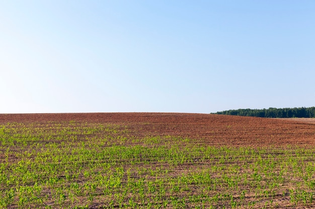 Landwirtschaftliches Feld, auf dem die Ernte der für ein Lebensmittel von Menschen oder Tieren notwendigen Produkte wächst