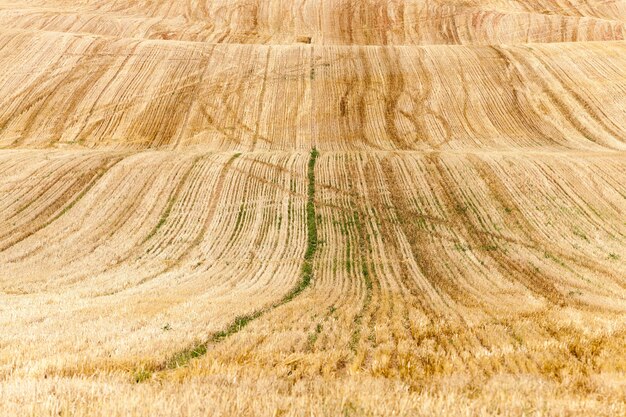 Landwirtschaftliches Feld, auf dem die Pflanzen reifen gelben Roggen ernteten