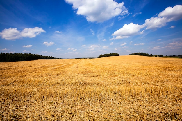 Landwirtschaftliches Feld, auf dem dort die Erntegesellschaft von Weizen passierte