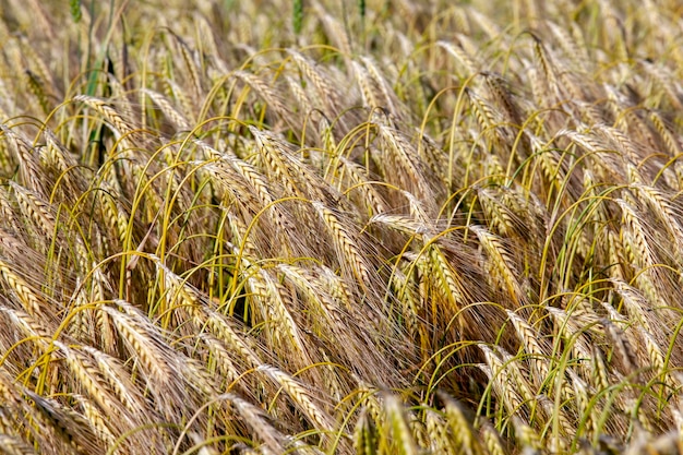 Landwirtschaftliches Feld, auf dem Getreide angebaut wird