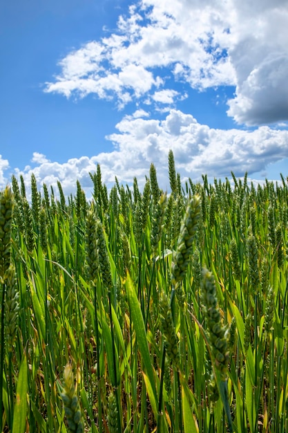 Landwirtschaftliches feld, auf dem getreide angebaut wird