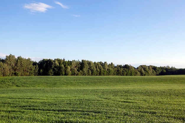 Landwirtschaftliches Feld, auf dem Getreide angebaut wird