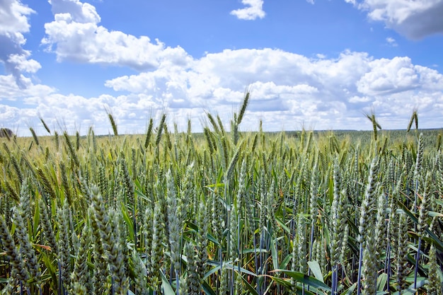 Landwirtschaftliches Feld, auf dem Getreide angebaut wird