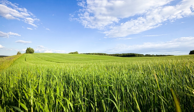 Foto landwirtschaftliches feld, auf dem getreide angebaut wird