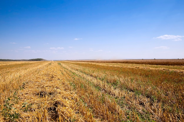 Landwirtschaftliches Feld, auf dem Getreide geerntet wird. Weizen