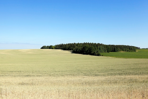 Landwirtschaftliches Feld, auf dem Getreide Weizen, Weißrussland, reifes und vergilbtes Getreide wachsen, geringe Schärfentiefe