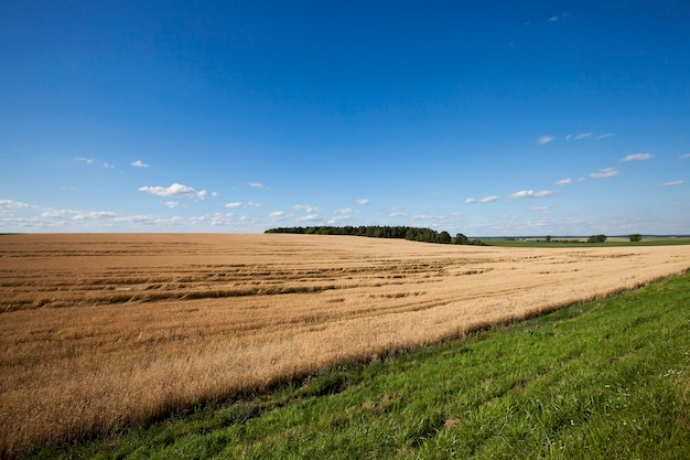 Landwirtschaftliches Feld, auf dem Getreideweizen wachsen