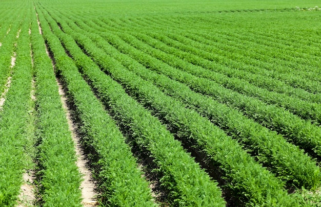 Landwirtschaftliches Feld, auf dem grüne junge Karotten wachsen.