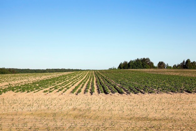 Foto landwirtschaftliches feld, auf dem grüne kartoffeln, frühling, blauer himmel wachsen