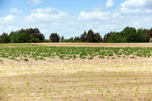 Foto landwirtschaftliches feld, auf dem grüne kartoffeln, frühling, blauer himmel wachsen