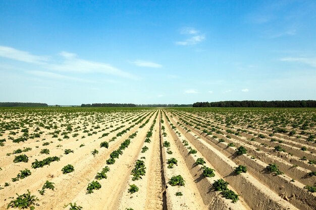 Foto landwirtschaftliches feld, auf dem grüne kartoffeln wachsen. furchen auf dem feld