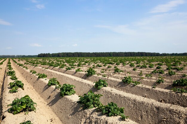 Landwirtschaftliches Feld, auf dem grüne Kartoffeln wachsen. Sommerzeit