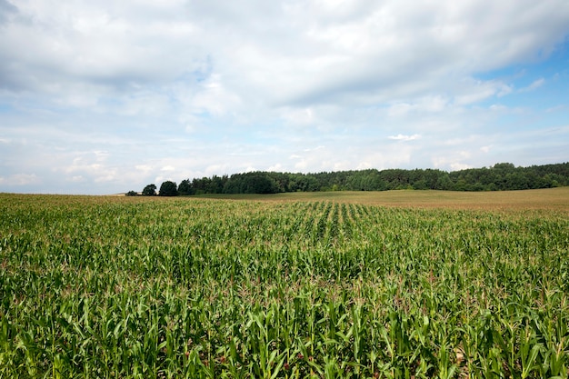 Landwirtschaftliches Feld, auf dem grüner unreifer Mais wächst