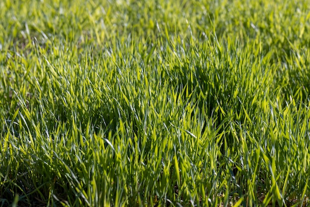 Landwirtschaftliches Feld, auf dem grüner, unreifer Weizen wächst