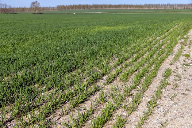 Landwirtschaftliches Feld, auf dem grüner, unreifer Weizen wächst