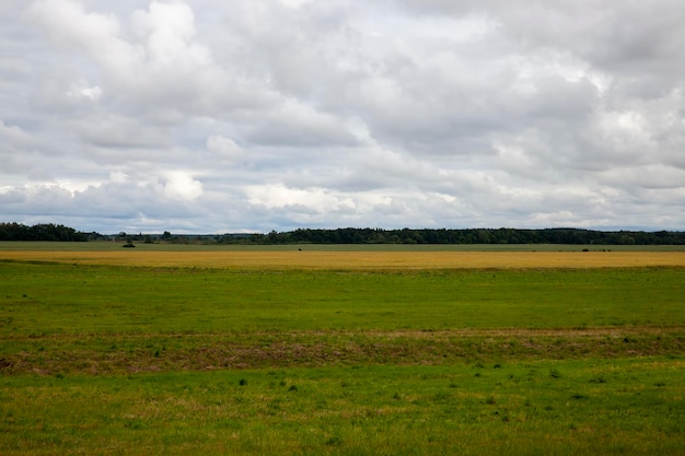 Landwirtschaftliches Feld, auf dem grüner Weizen wächst