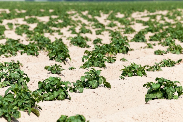 Landwirtschaftliches Feld, auf dem im Sommer grüne Kartoffeln wachsen