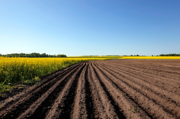 Landwirtschaftliches Feld, auf dem Kartoffeln wachsen. Furche