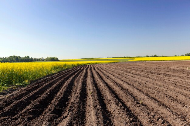 Landwirtschaftliches Feld, auf dem Kartoffeln wachsen. Furche