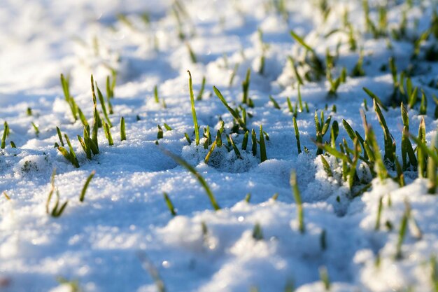 Landwirtschaftliches Feld, auf dem Körnerroggen angebaut wird, Winterroggen in der Wintersaison im Schnee