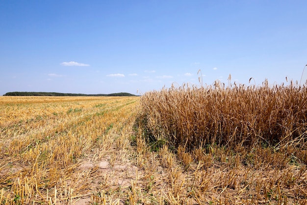 Landwirtschaftliches Feld, auf dem reifes Getreide geerntet wird. Landwirtschaft