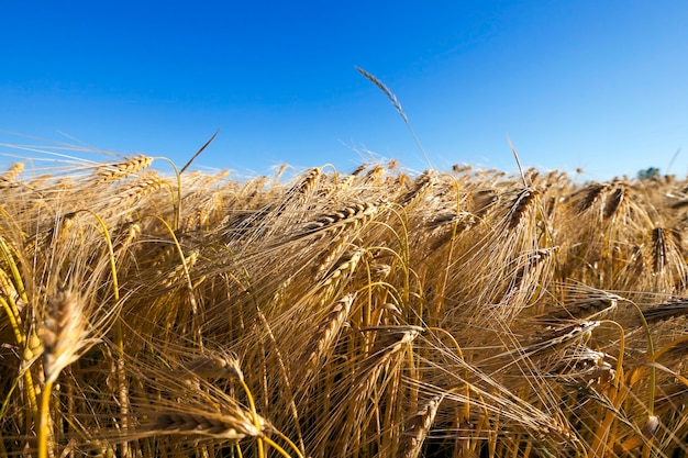 Landwirtschaftliches Feld, auf dem reifes, vergilbtes Getreide wächst