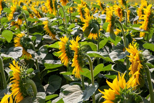 Landwirtschaftliches Feld, auf dem Sonnenblumen für die Ölproduktion angebaut werden