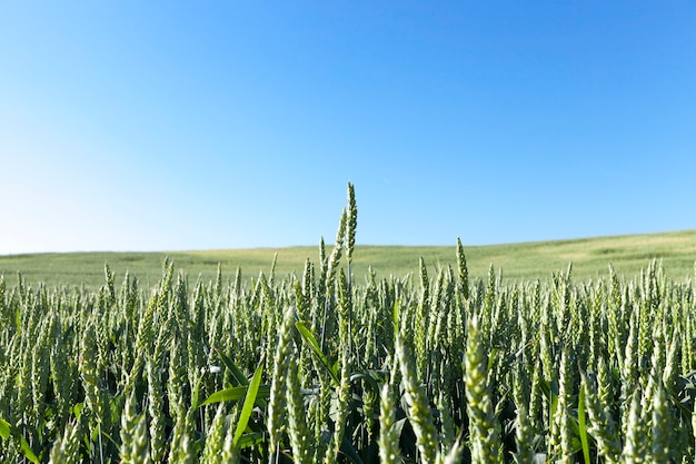 Landwirtschaftliches Feld, auf dem unreife junge Getreide, Weizen wachsen. Blauer Himmel in der Oberfläche