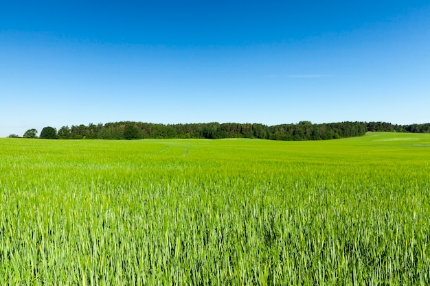 Landwirtschaftliches Feld, auf dem unreife junge Getreide, Weizen wachsen. Blauer Himmel in der Oberfläche