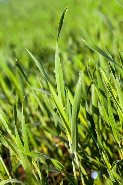 Landwirtschaftliches Feld, auf dem unreife junge Getreide, Weizen wachsen.