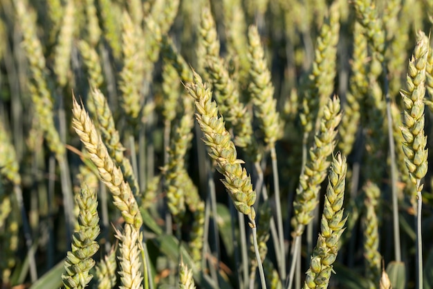 Landwirtschaftliches Feld, auf dem unreifes Getreide, Weizen angebaut wird.