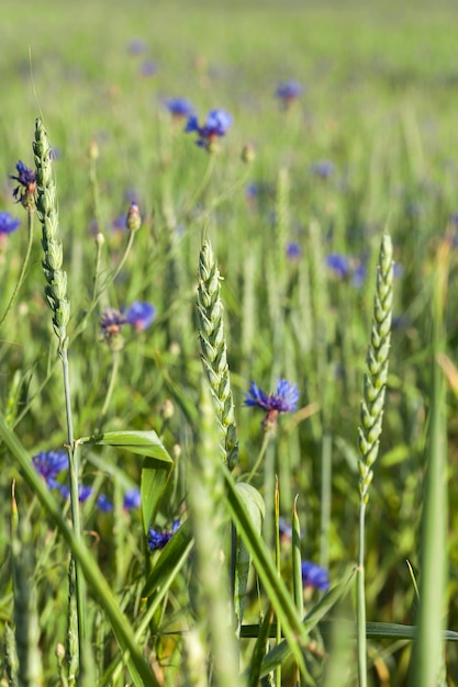 Landwirtschaftliches Feld, auf dem unreifes Getreide, Weizen angebaut wird.