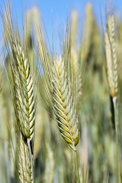 Landwirtschaftliches Feld, auf dem unreifes Getreide, Weizen angebaut wird.