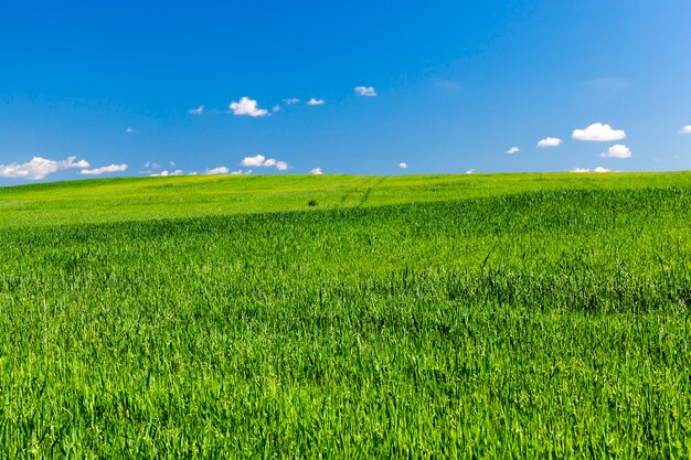 Landwirtschaftliches Feld, auf dem unreifes junges Getreide, Weizen, angebaut wird. Blauer Himmel mit Wolken in der