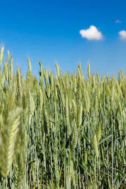 Landwirtschaftliches Feld, auf dem unreifes junges Getreide, Weizen, angebaut wird.