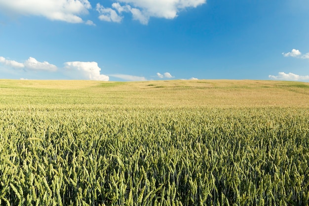 Landwirtschaftliches Feld, auf dem unreifes junges Getreide, Weizen, angebaut wird.
