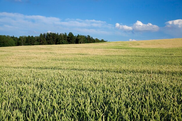 Landwirtschaftliches Feld, auf dem unreifes junges Getreide, Weizen, angebaut wird.