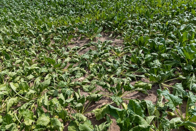 Landwirtschaftliches Feld, auf dem Zuckerrüben wachsen