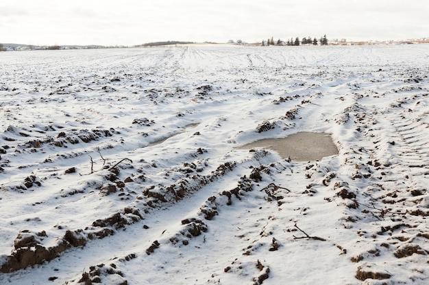 Landwirtschaftliches Feld in einer Wintersaison. Auf dem Boden liegt weißer Schnee nach einem Schneefall. Foto Nahaufnahme