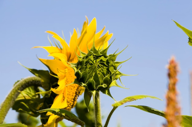 Landwirtschaftliches Feld, leuchtend gelbe Blüten von Sonnenblumen