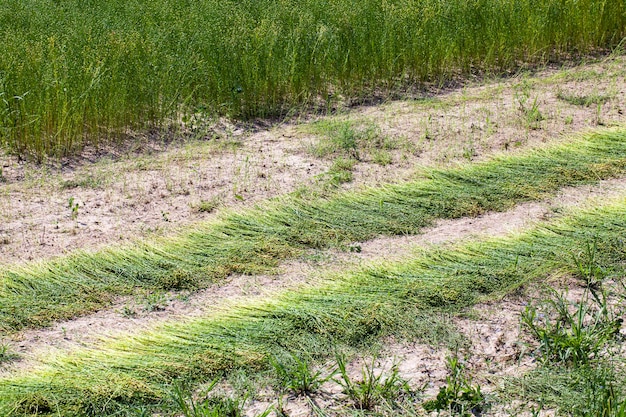 Landwirtschaftliches Feld mit Flachspflanzen