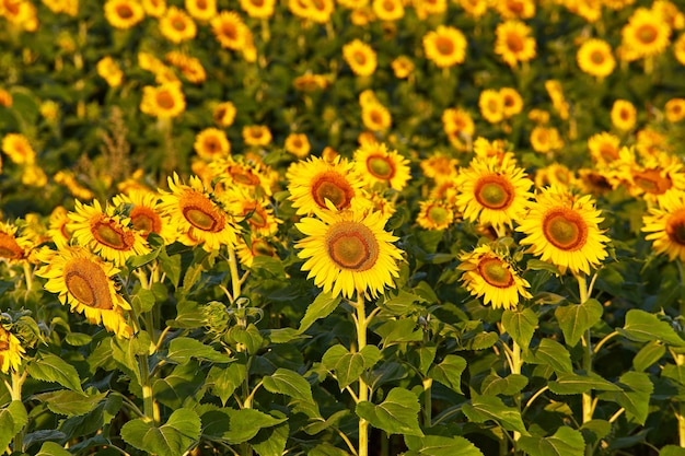 Landwirtschaftliches Feld mit gelben Sonnenblumen Morgen Sommer ländliche Szene Ölherstellung Belarus