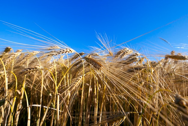 Landwirtschaftliches Feld mit Getreide