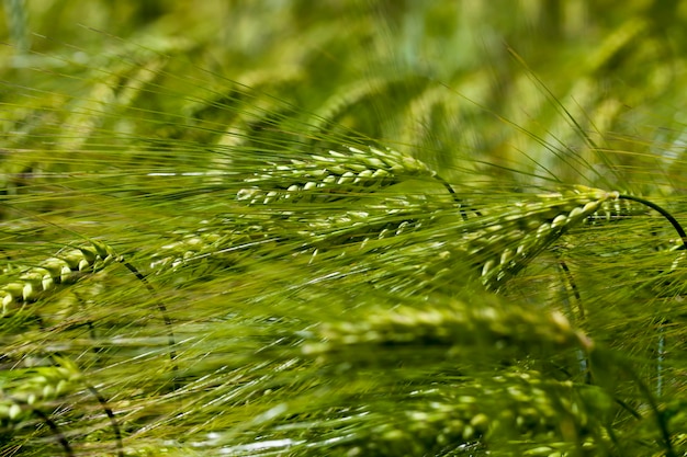 Landwirtschaftliches Feld mit Getreideweizen, Weizenfeld mit einer unreifen Weizenernte