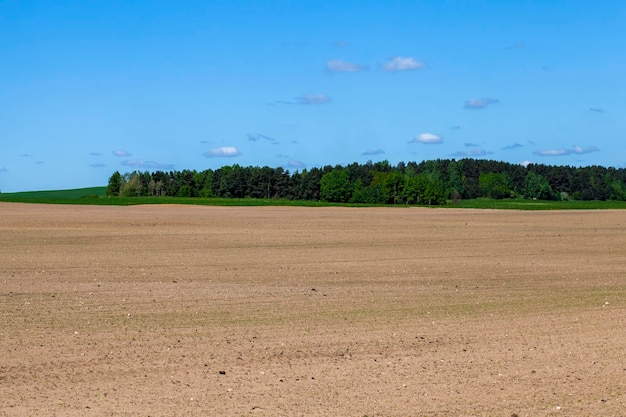 Landwirtschaftliches Feld mit Gras und anderen Pflanzen Sommersaison mit grünem Gras, das auf dem Feld wächst