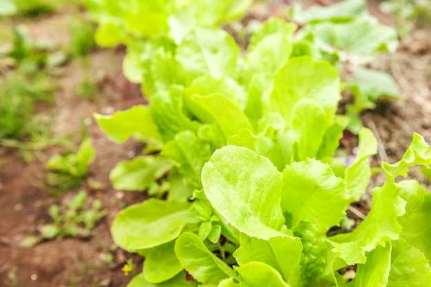 Landwirtschaftliches Feld mit grünem Blattsalatsalat auf Gartenbett auf dem Gemüsegebiet