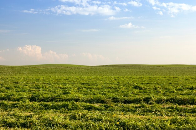 Landwirtschaftliches Feld mit grünem Gras und Pflanzen zum anschließenden Mähen
